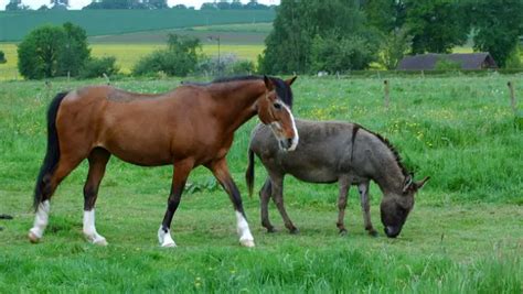 filhote de cavalo com jumenta|O Que Nasce do Cruzamento do Cavalo Com a。